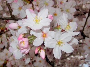 桜の接写