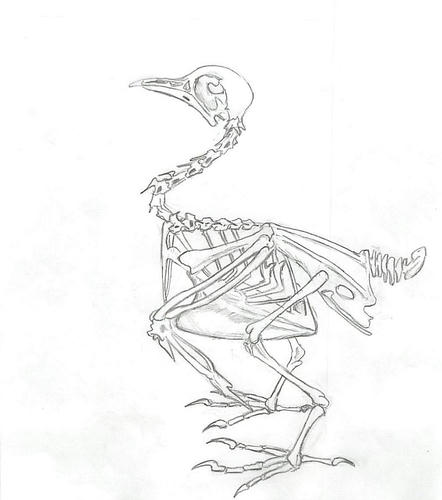 鳩の骨格