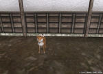 美玖の犬01