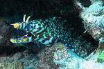 d70b4526.jpg