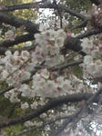 上野の桜１