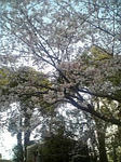 上野の桜２