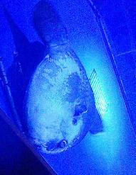 後ろに立つとジェット噴射で焼き殺されるぞ！