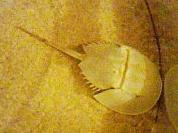 ＡＮＣＩＥＮＴ　ＤＯＺＥＲ。実はカブトガニは食べられるのです。