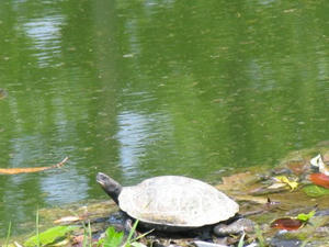 IMG_2768.JPG
