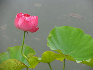 IMG_3129.JPG