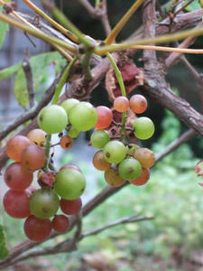 DSCF1580.JPG