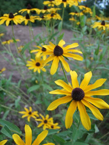 DSCF1581.JPG