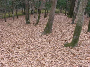 IMG_4152.JPG