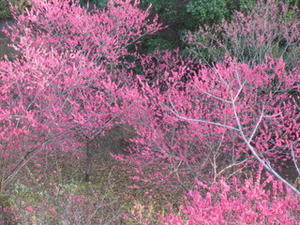 IMG_2254.JPG