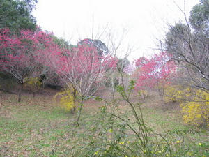 IMG_2297-3.JPG