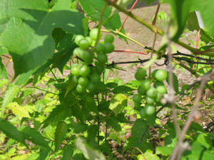 IMG_5747.JPG