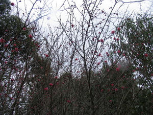IMG_8240.JPG