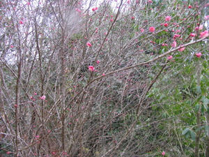IMG_8241.JPG