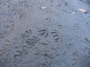 IMG_8343.JPG