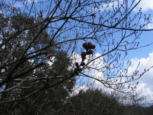 IMG_8420.JPG