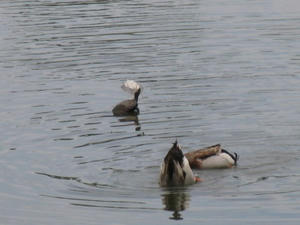 IMG_9129.JPG