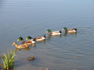 IMG_8267.JPG