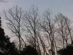 IMG_4277.JPG