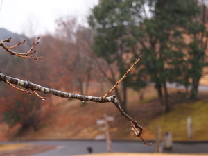 P1153288-1.JPG