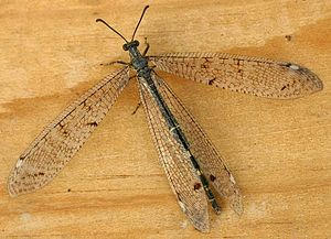 300px-Distoleon_tetragrammicus01.jpg