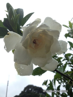 IMG_1528.JPG