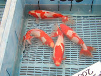 P1010024.JPG