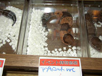 P1010066.JPG