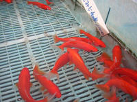 P1010022.JPG