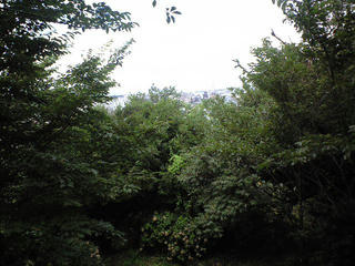 CA392992.JPG