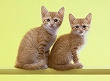 cat0045-026_s.jpg