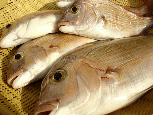 鳴門天然鯛