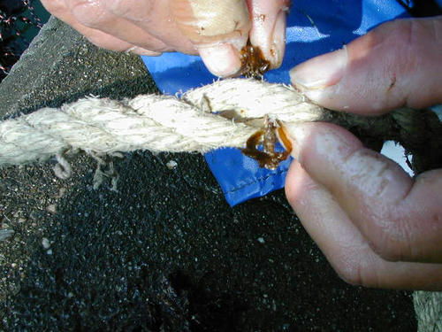 種付け作業