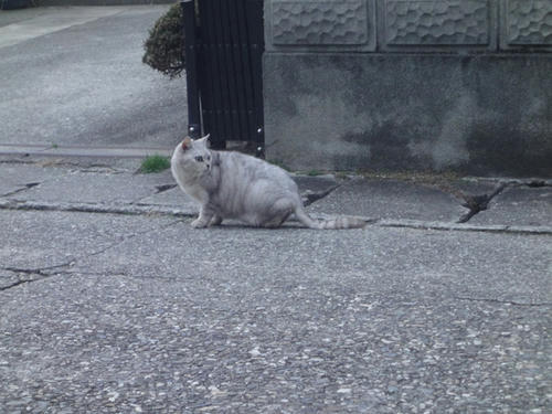 迷い猫
