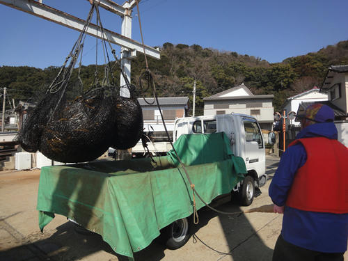 新わかめをトラックに積む