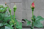 薔薇