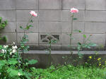 薔薇