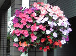 P1000004.JPG