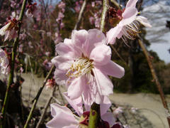P3260103-1.jpg