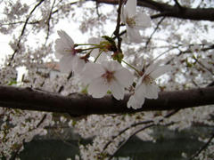 P4040110-1.jpg