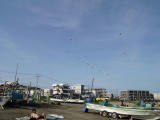 P6010142-1.jpg