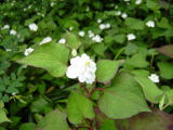 P6010144-1.jpg
