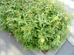 P6060147-1.jpg