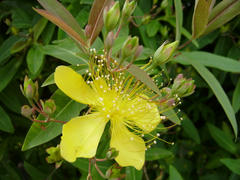 P6060148-1.jpg