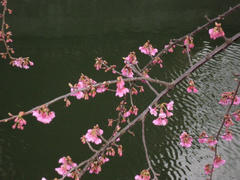 P1290043-1.jpg