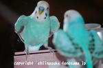 DSC_1945.jpg