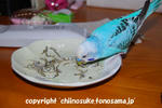 DSC_2003.jpg