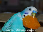 DSC_2007.jpg