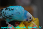 DSC_7226.jpg