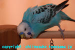 DSC_7399.jpg